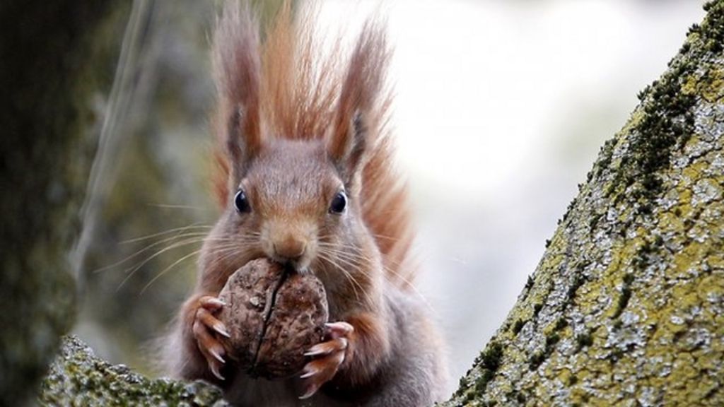 Row over Newborough, Anglesey, red squirrel forest felling plans - BBC News