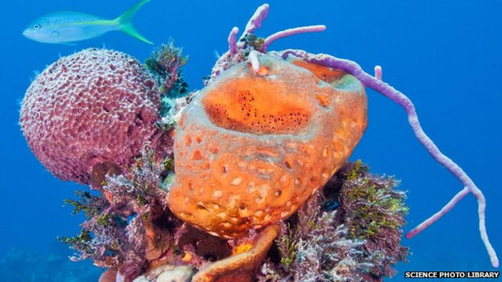 Sponges help coral reefs thrive in ocean deserts BBC News