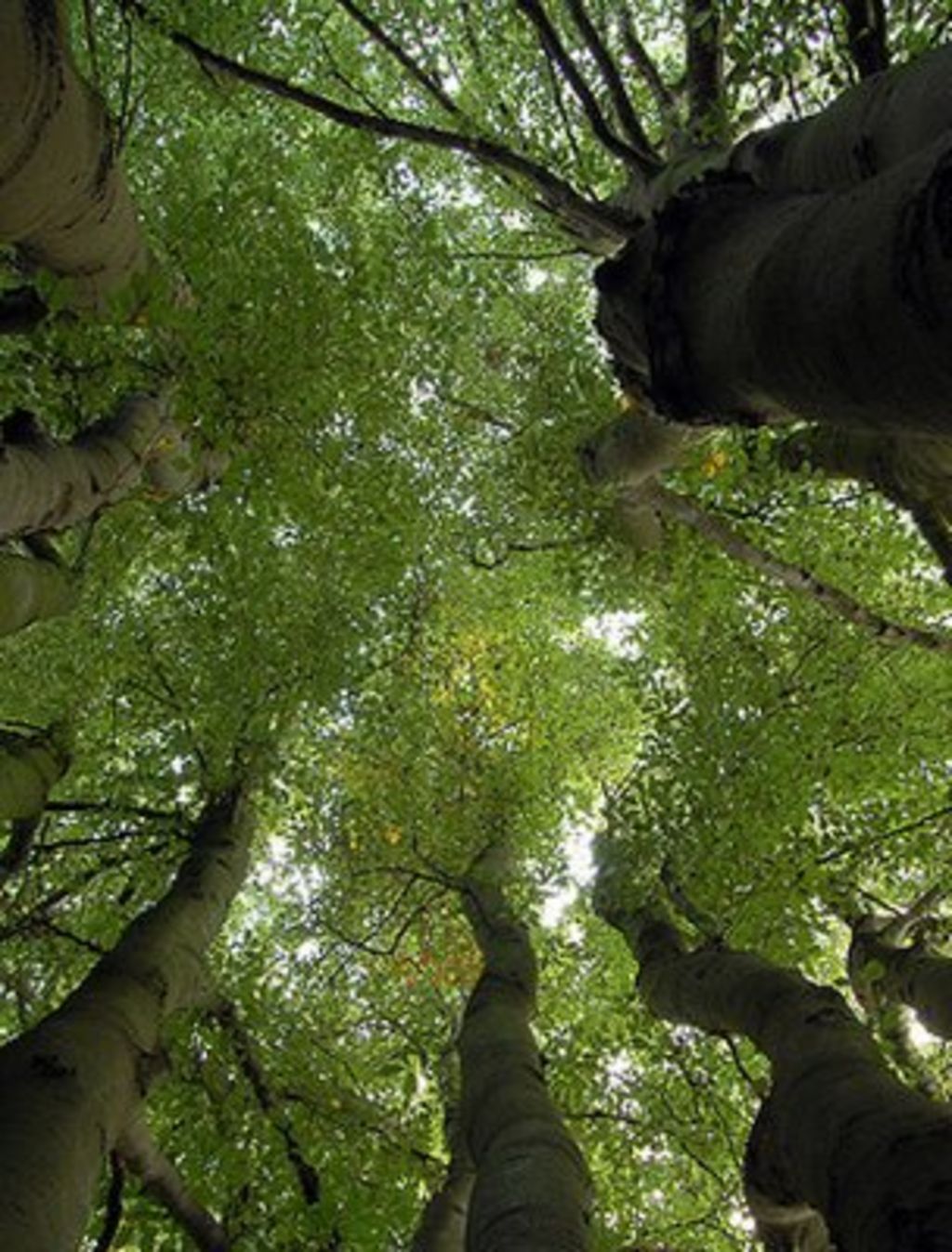 Trees 'shield vulnerable species from climate change' BBC News