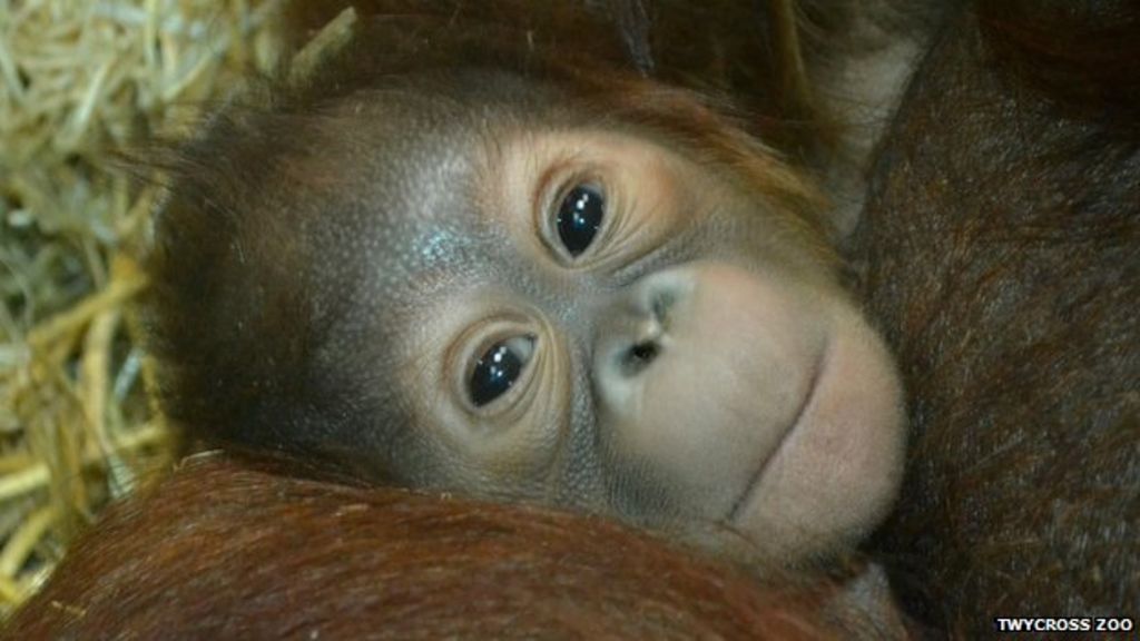 Twycross Zoo baby  orangutan found dead  in enclosure BBC News