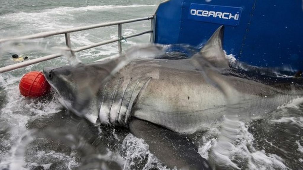 Transatlantic Great White Shark 'may Be Pregnant' - BBC News