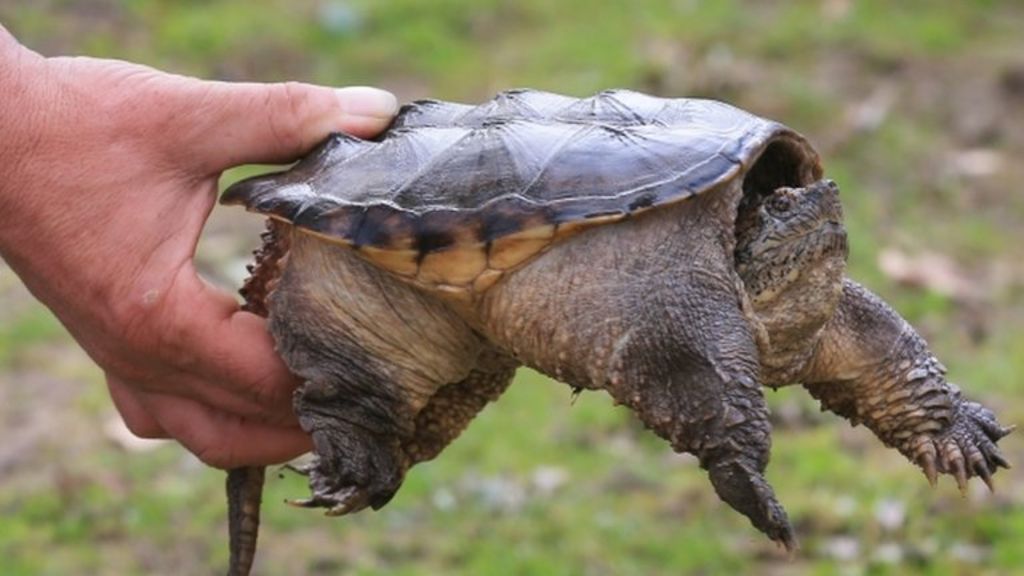 Common snapping turtle abandoned in Dartford street - BBC News