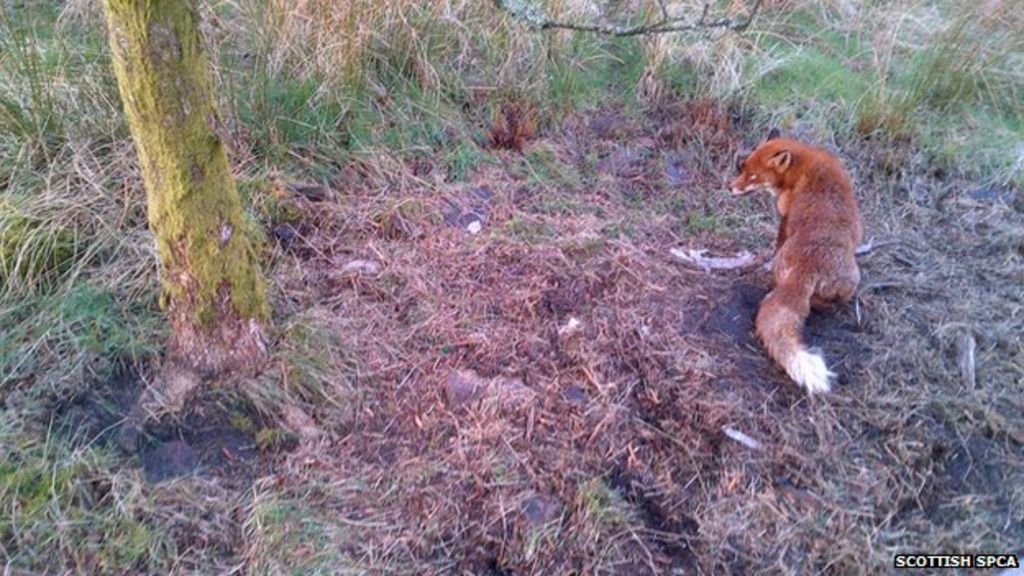 Fox put down after illegal trapping BBC News