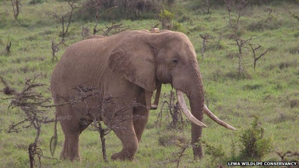 The elephants’ graveyard Protecting Kenya’s wildlife BBC News