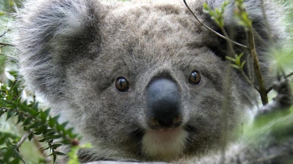 Why koalas hug trees on hot days BBC News