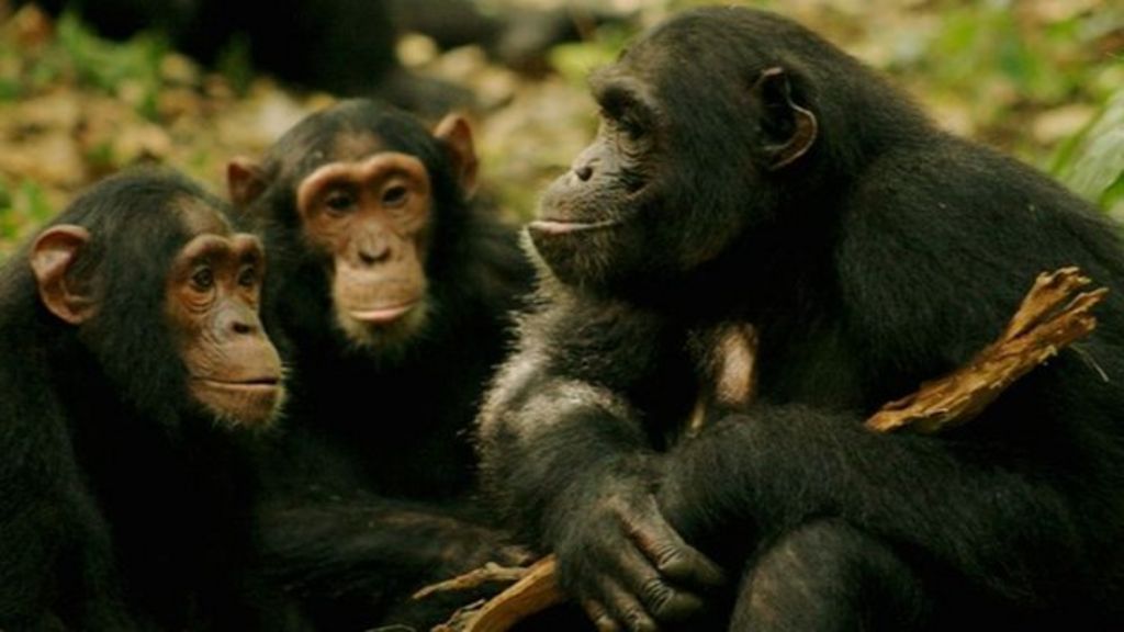 Chimpanzee Language Communication Gestures Translated Bbc News 6446