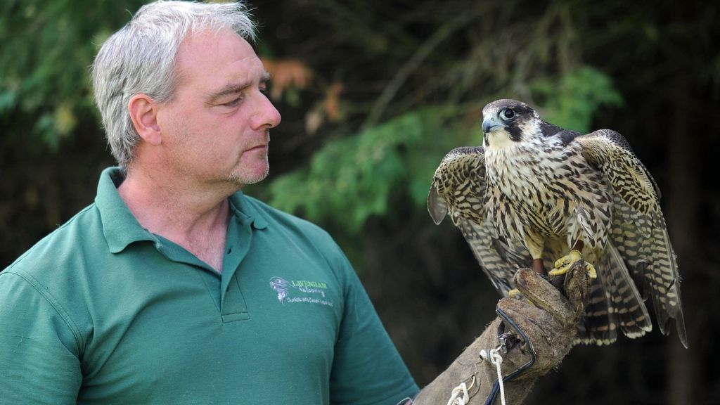 Long Melford peregrine falcon: Foot injury revealed - BBC News