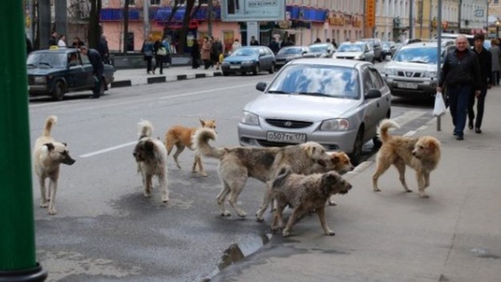 Bosnia Sarajevo creates unit 'to catch stray dogs' BBC News