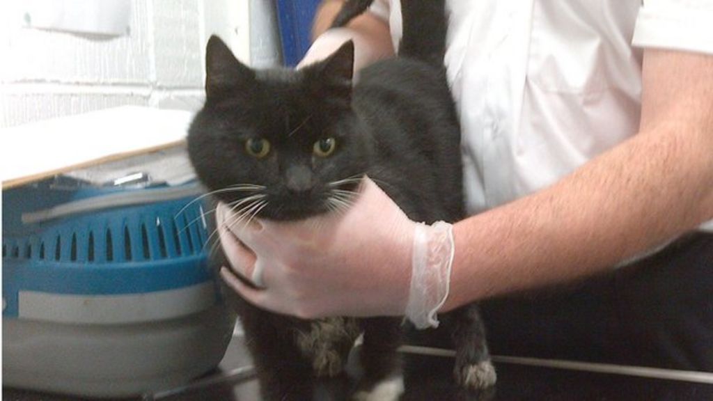Cat rescued from sewage works tank in West Lothian BBC News