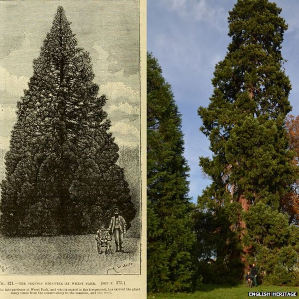 oldest christmas tree at wrest park to be decorated oldest christmas tree at wrest park to be decorated