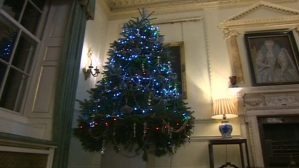 downing street christmas tree makes gower farmer proud downing street christmas tree makes gower farmer proud