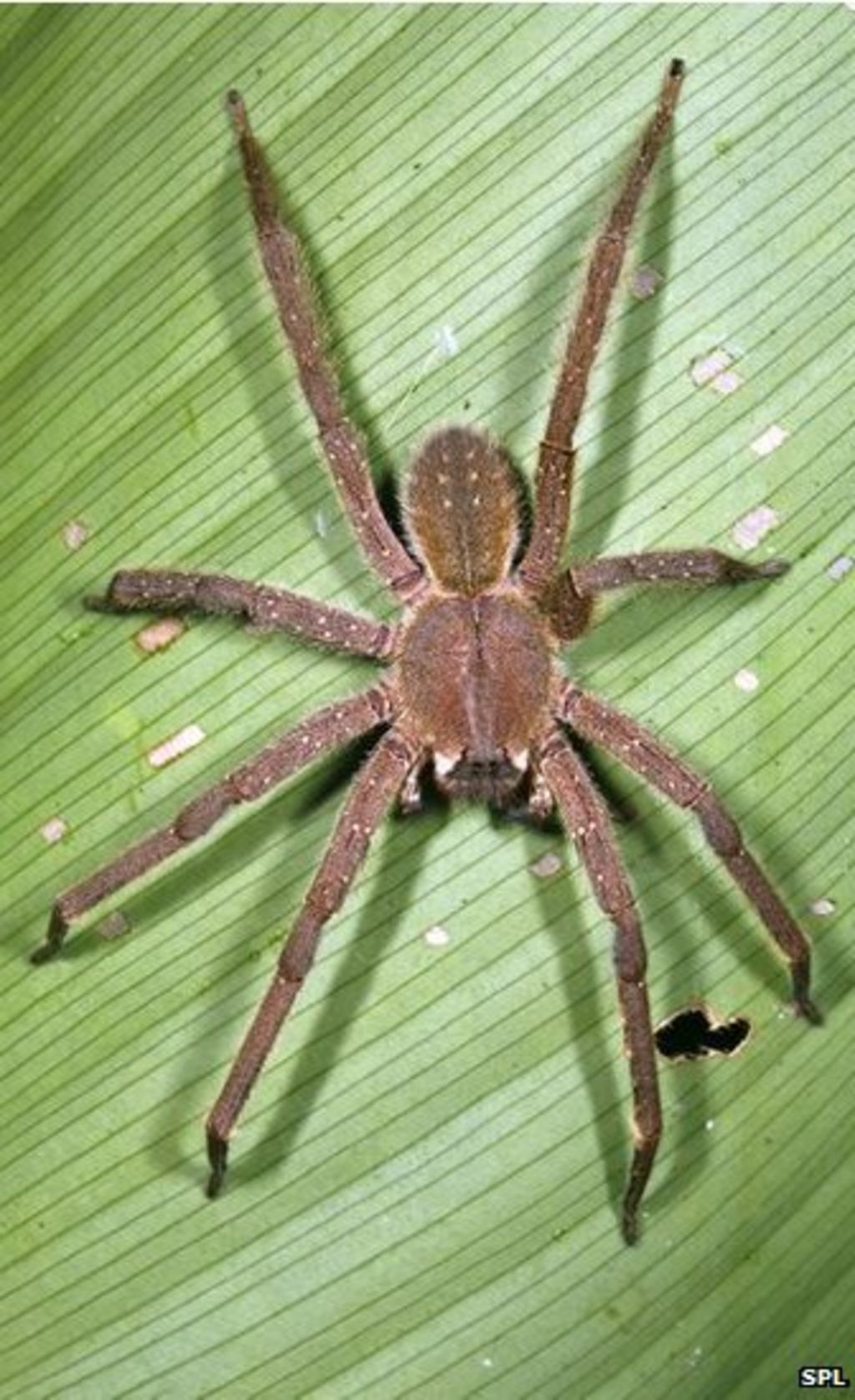 Spider-style sensor detects vibrations - BBC News