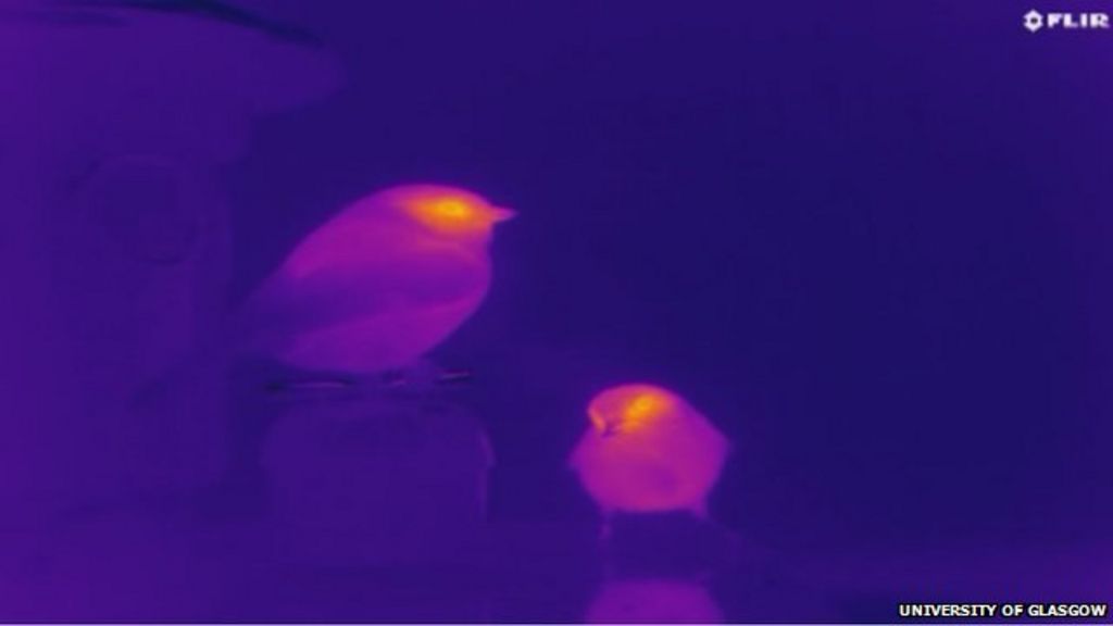 Glasgow University uses thermal imaging to detect stress in birds BBC