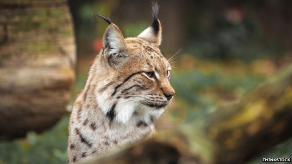 Scottish Wildlife Trust calls for lynx reintroduction 