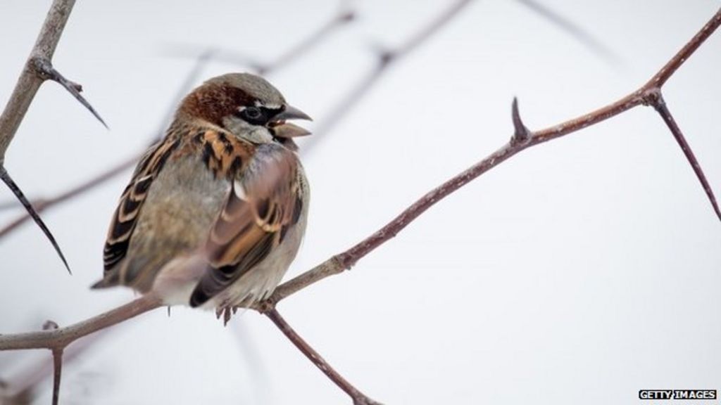 Sparrow Decline Could Be Caused By Loft Insulation Bbc News