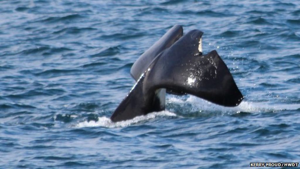 Shark attack suspected on killer whale John Coe - BBC News