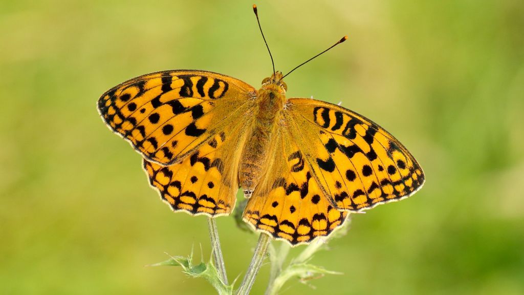 Endangered butterfly species records 10-year high - BBC News