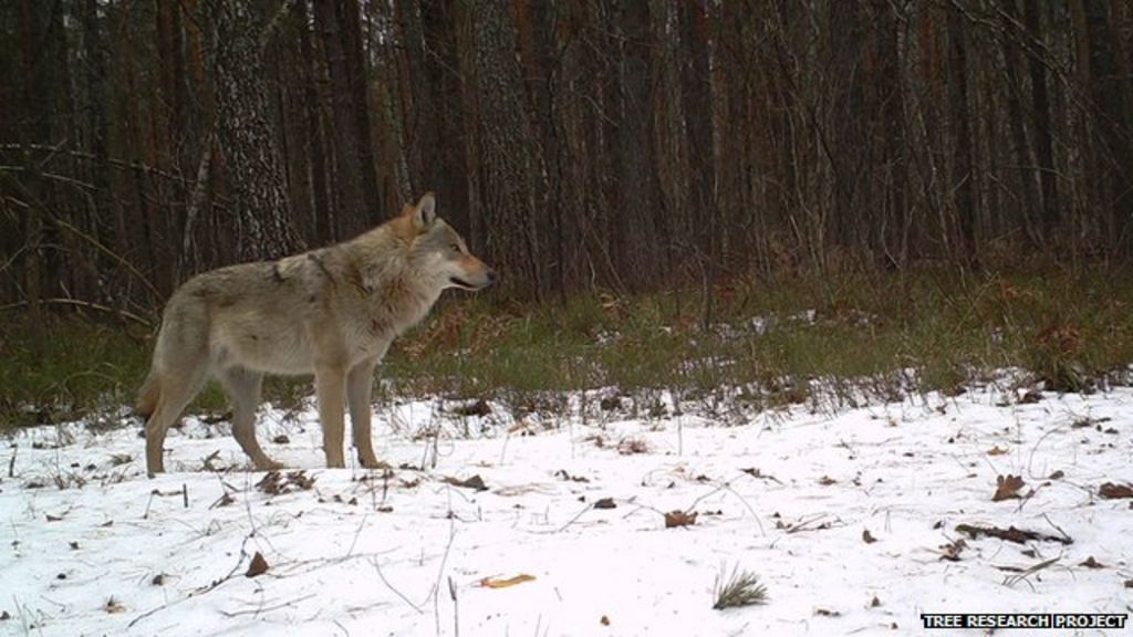 Cameras reveal the secret lives of Chernobyl's wildlife - BBC News