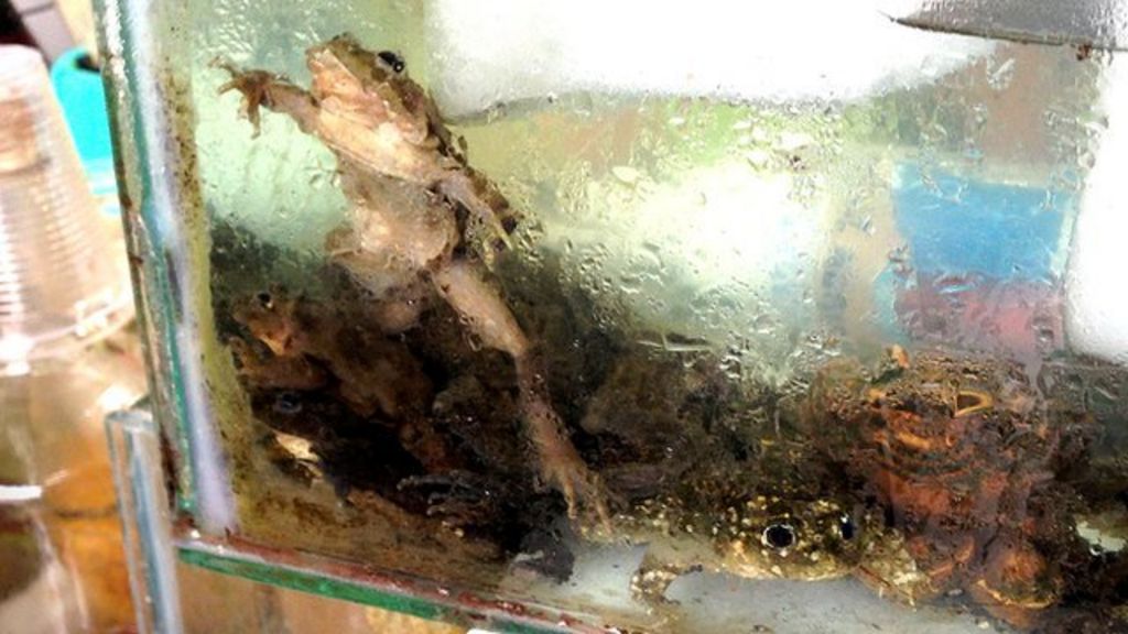 The country that blends endangered frogs BBC News