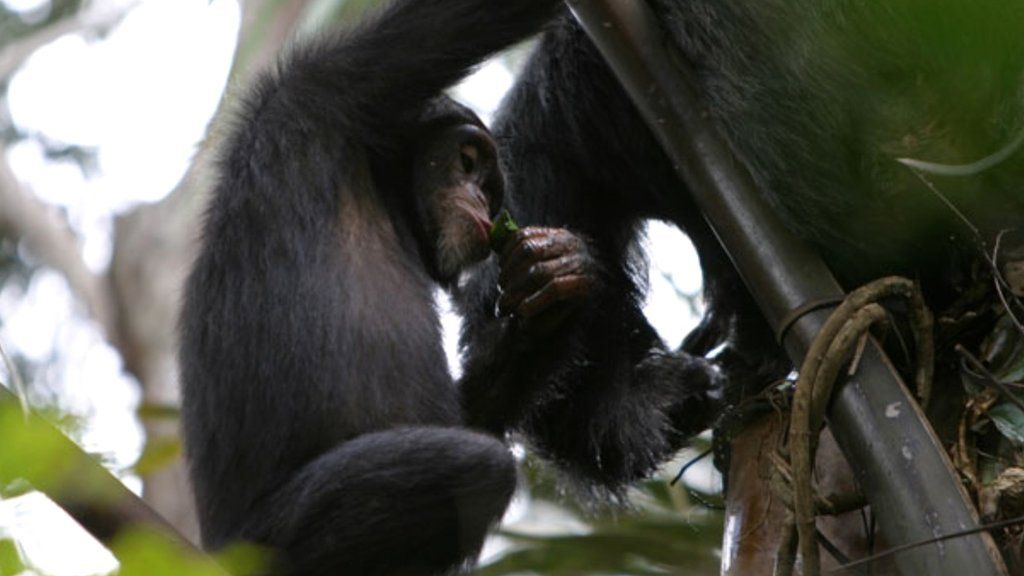 Chimpanzees found to drink alcoholic plant sap in wild - BBC News