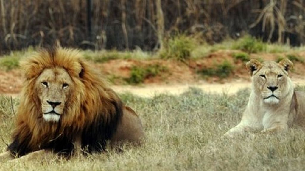 Mozambique lion numbers 'grow as elephants poached' - BBC News