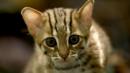 Rusty spotted cat