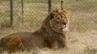Simba the lion