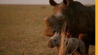 Mother and baby rhino