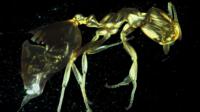 Ant under microscope
