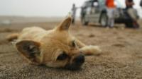 stray dog follows extreme race stray dog follows extreme race