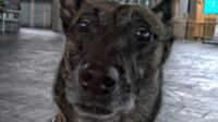 Vidar - the gun shy retired sniffer dog