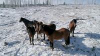 Four Alberta wild horses