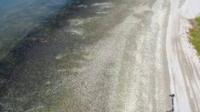 Snails invade a beach in Florida, USA.