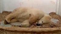 Polar bear and cub