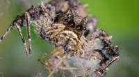 Spider