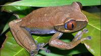 Tanzanian toad