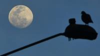 The moon