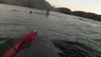 Whales and kayak