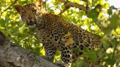 A young leopard calls out to his mother in the Mashatu game reserve on July 25, 2010 in Mapungubwe, Botswana.