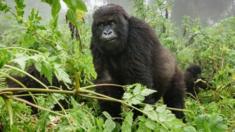 Front view of mountain gorilla observing tourists in forest