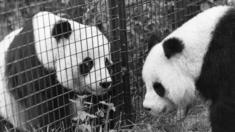 Chia Chia, en el zoo de Londres con su compañera, Ching Ching.