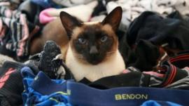 Brigit the thieving cat