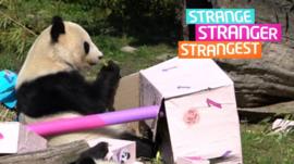 A panda eating