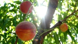 A peach hangs from a tree.