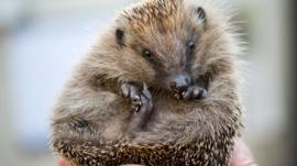 Hedgehog