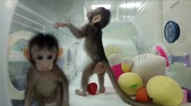 First monkeys cloned in Chinese lab (bbc.com)