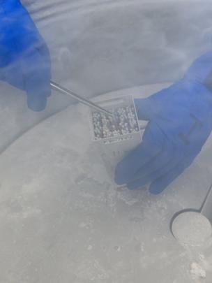 Embriones congelados