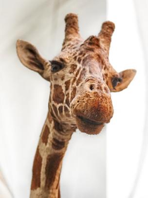 Giraffe