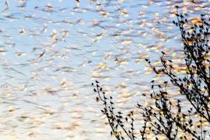 A flock of birds fly through the sky