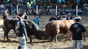 Japan bullfighting